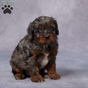 Nina, Cavapoo Puppy